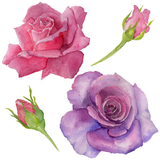 Wildflower rosa λουλούδι σε στυλ υδροχρώματος απομονωμένες. - Φωτογραφία, εικόνα