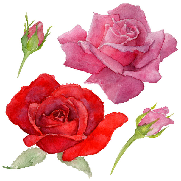 Wildflower rosa flower in a watercolor style isolated. - Fotoğraf, Görsel