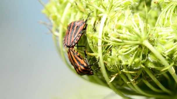 Italian striped bug during reproduction - Footage, Video