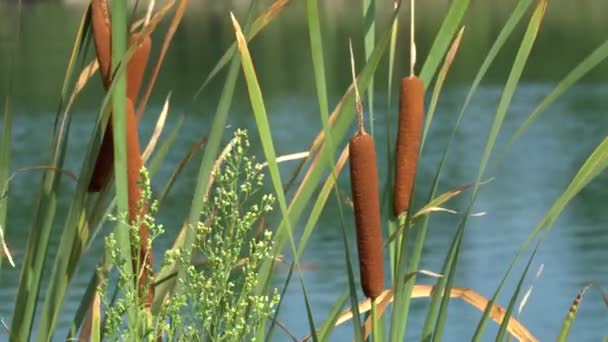 Typha wildplant nad jeziorem - Materiał filmowy, wideo
