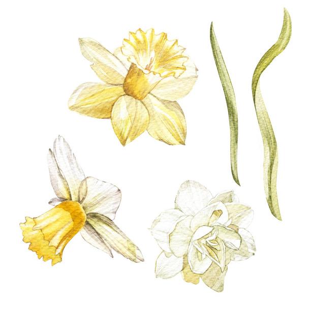 Set of hand drawn watercolor botanical illustration of fresh yellow Narcissus. Element for design of invitations, movie posters, fabrics and other objects. Isolated on white. - Foto, immagini