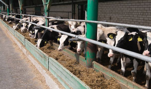 Cows in a farm. Dairy cows. - Фото, изображение