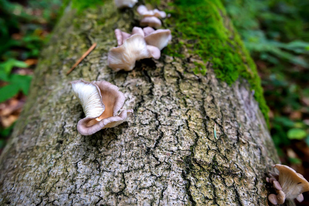 Polypore mushroom on tree trunk - Photo, Image