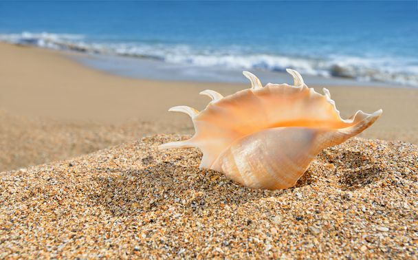 zeeschelp op het gele strand zand - Foto, afbeelding