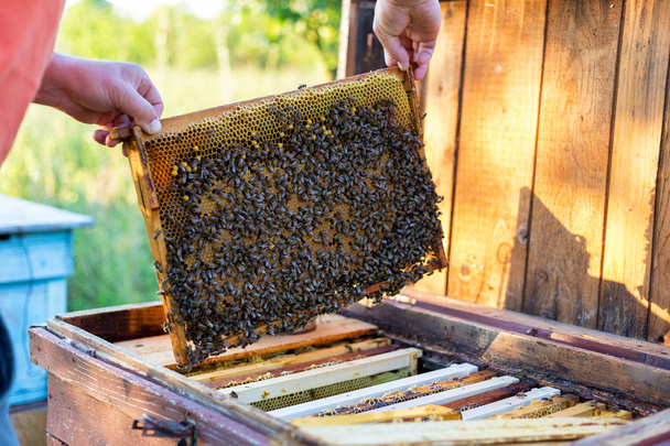 Mies, jolla on hunajakenno mehiläisten tarkastusta varten
 - Valokuva, kuva