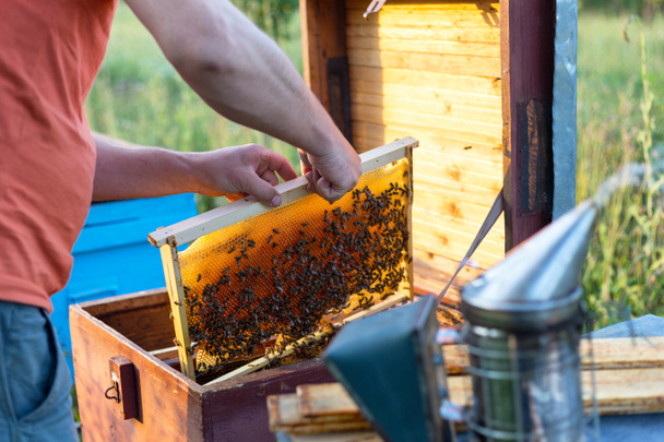 Homem segurando quadro de favo de mel para verificar as abelhas
 - Foto, Imagem
