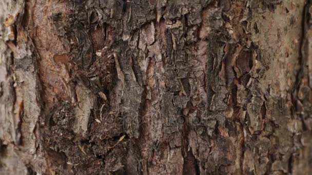 Ants creep under the bark of a tree - Felvétel, videó