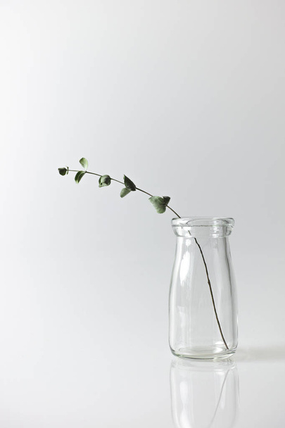 small plant on white desk - Foto, afbeelding
