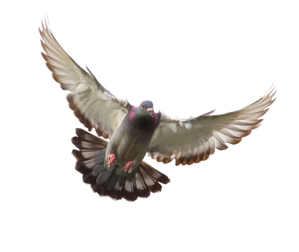 действие голубиной птицы, приближающейся к посадке на землю является
 - Фото, изображение