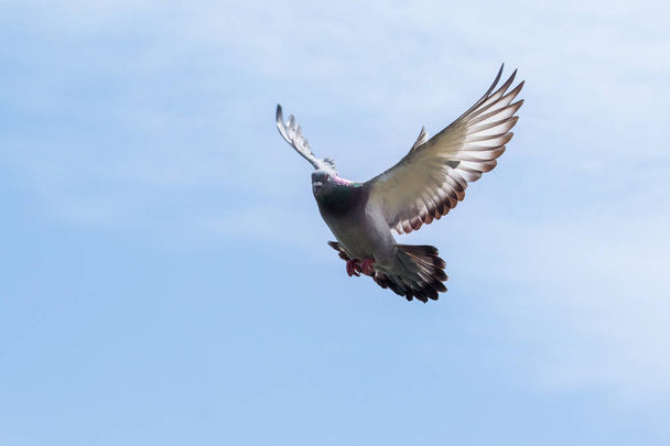pigeon wing flying against blue sky - Photo, Image