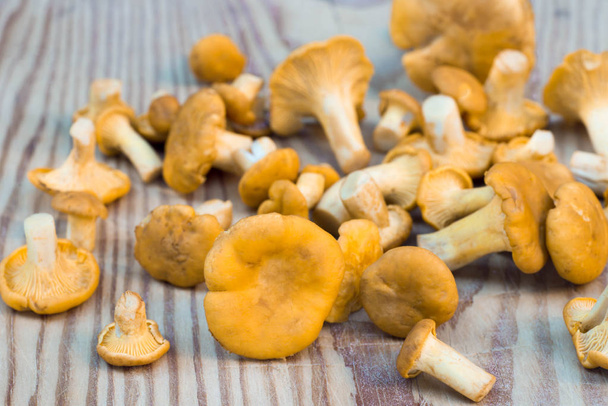 cogumelos comestíveis chantarelle
  - Foto, Imagem