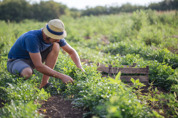 Farmer harvesting fresh crop of parsley on the field at organic eco farm - Photo, image