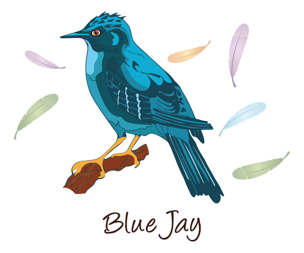 Blue Jay, Illustrazione a colori
 - Vettoriali, immagini