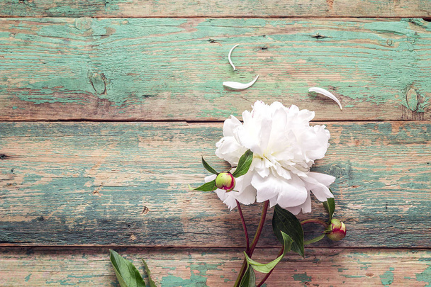 White peony on a turquoise wooden background.  Place for text. - Foto, Imagen