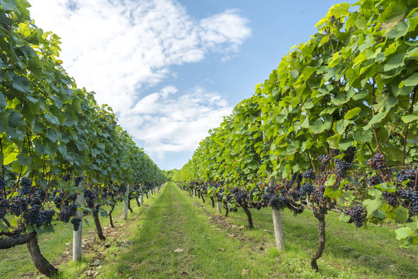 Grapes growing in beautiful wine fields - Foto, Imagem