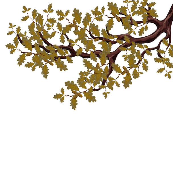 In autumn, a yellowed branch of a large oak tree with acorns. Isolated on white background. illustration - Vector, Image