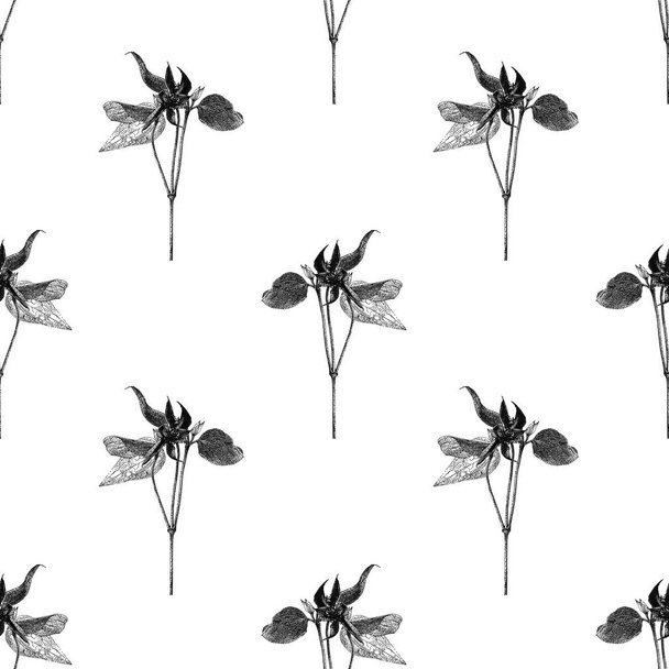  Vector seamless pattern with clematis flower isolated on white background drawn by hand - Vetor, Imagem