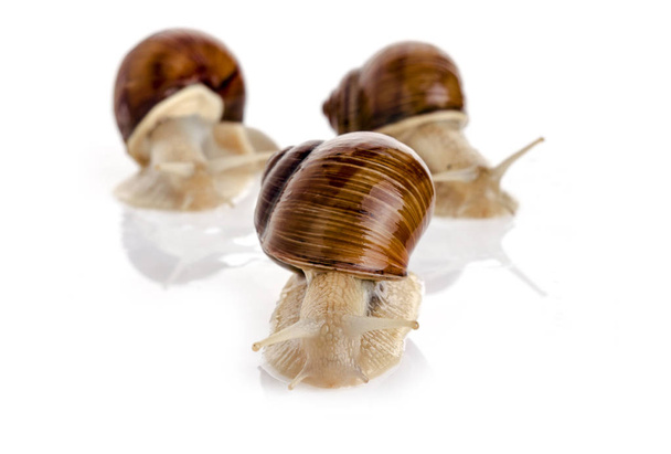 Three garden snails - Photo, Image