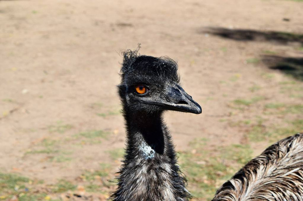  Dziki śmieszne australijski emu - Zdjęcie, obraz