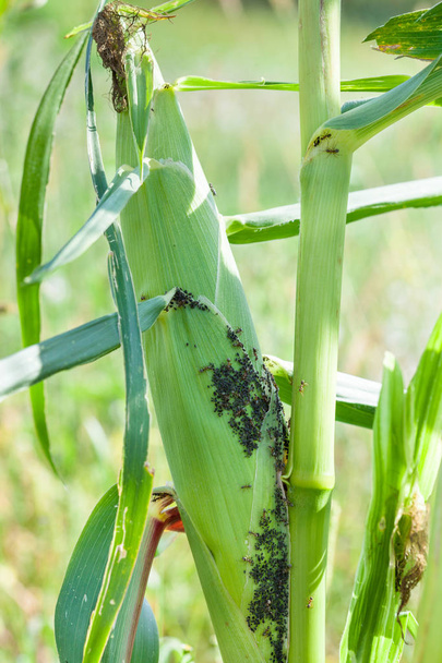 Mszyce żerują na sap kukurydzy - Zdjęcie, obraz