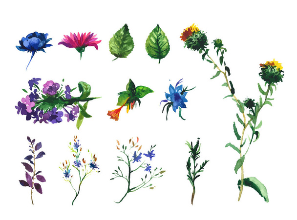 Wektor zestaw akwarela rysunku dzikich kwiatów, ziół, ilustracja - Wektor, obraz
