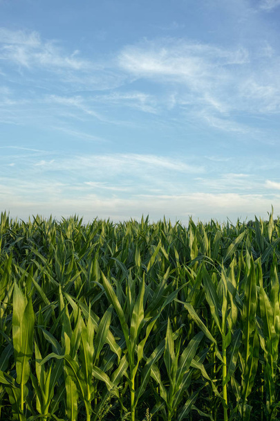 Champs verts avec plantations de maïs
 - Photo, image
