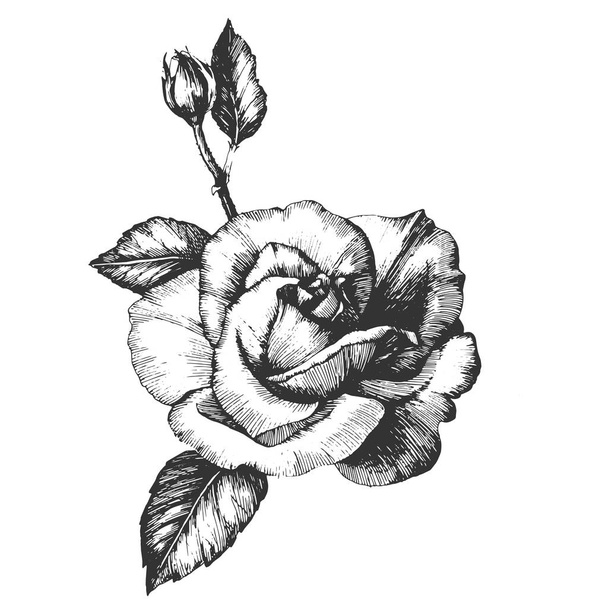 Flor silvestre rosa flor en un estilo vectorial aislado
. - Vector, imagen