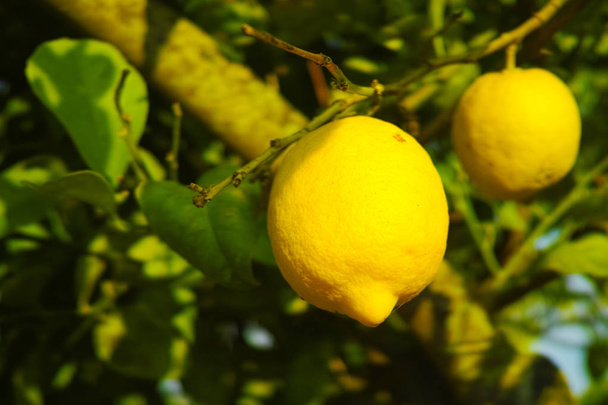 Citrinos ricos em vitamina C limões sicilianos amarelos maduros na árvore
 - Foto, Imagem