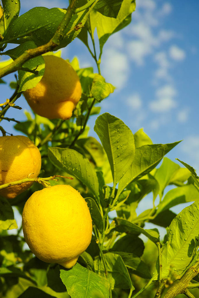 Zitrusfrüchte reich an Vitamin C reife gelbe sizilianische Zitronen auf dem Baum - Foto, Bild