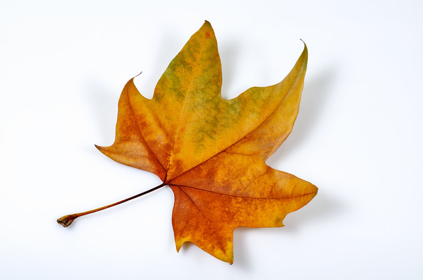 Autumn leaf - Foto, Imagen
