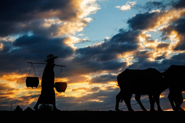 Farmer with buffalo at sunset. - Photo, Image