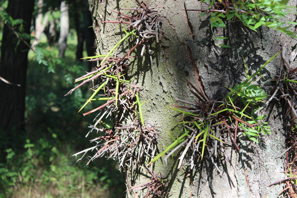 Spines on the tree of sophora - Photo, Image