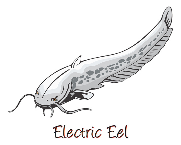 Elektrický úhoř, barevné ilustrace - Vektor, obrázek