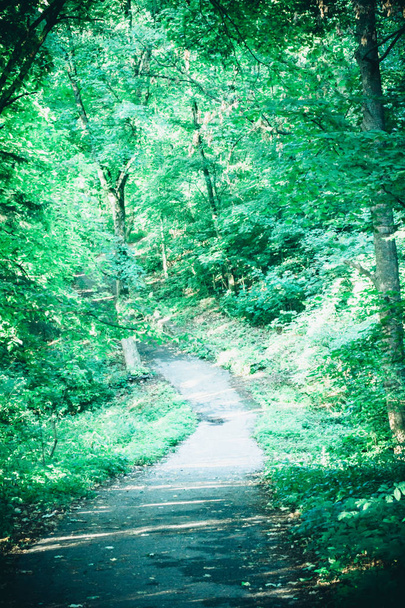 Дорога в лесной парк весной
 - Фото, изображение
