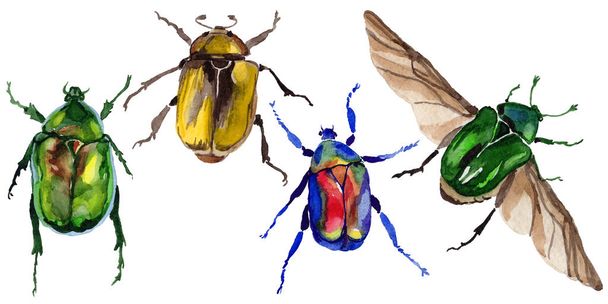 Insecte sauvage du scarabée exotique bronzovka dans un style aquarelle isolé
. - Photo, image