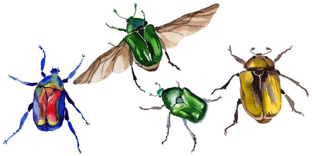 Екзотичні жуки бронзові дикі комахи в акварельному стилі ізольовані
. - Фото, зображення