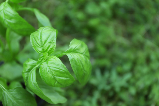 Green basil plants - Foto, Bild