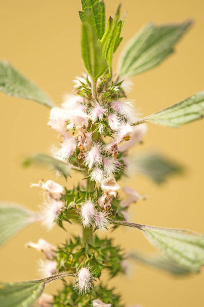 motherwort, medicinal plant with flower - Photo, Image