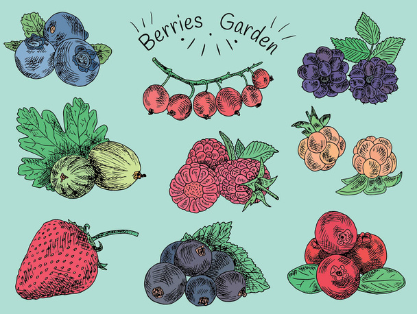 jardín de bayas, moras, moras, boysenberry, grosellas, fresas, grosellas, moras, frambuesas, fresas, cenizas de montaña, arándanos, bayas de las nubes
 - Vector, Imagen