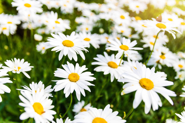 meadow of daisy flowers - Photo, Image