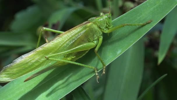 Μεγάλη πράσινη ακρίδα κάθεται σε ένα φύλλο σε μια καλοκαιρινή μέρα - Πλάνα, βίντεο
