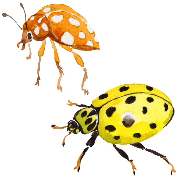 Exotické Beruška divoký hmyz ve stylu akvarelu, samostatný. - Fotografie, Obrázek