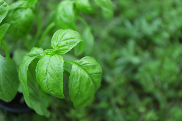Green basil plants - Foto, Imagen
