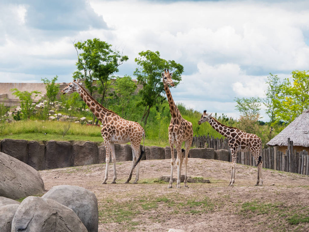 Rodziny trzy żyrafy - Zdjęcie, obraz