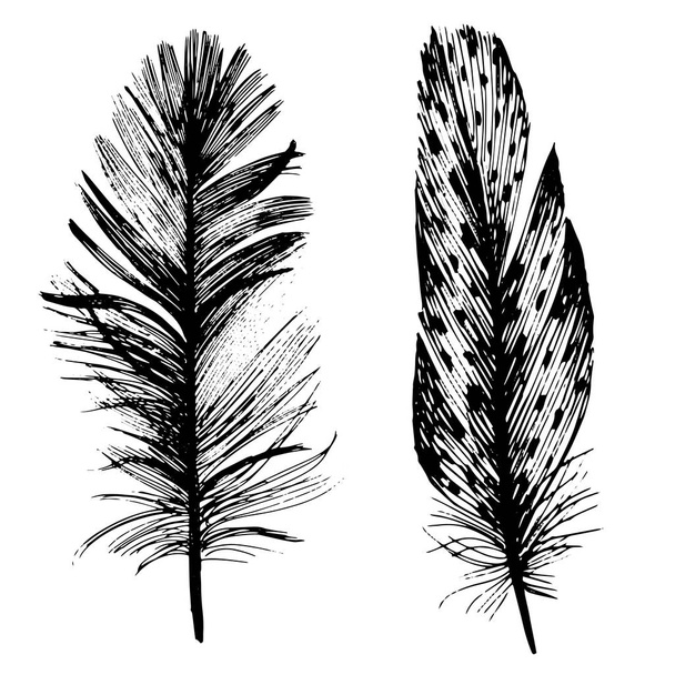 Vector bird feather from wing isolated. - Vektor, obrázek