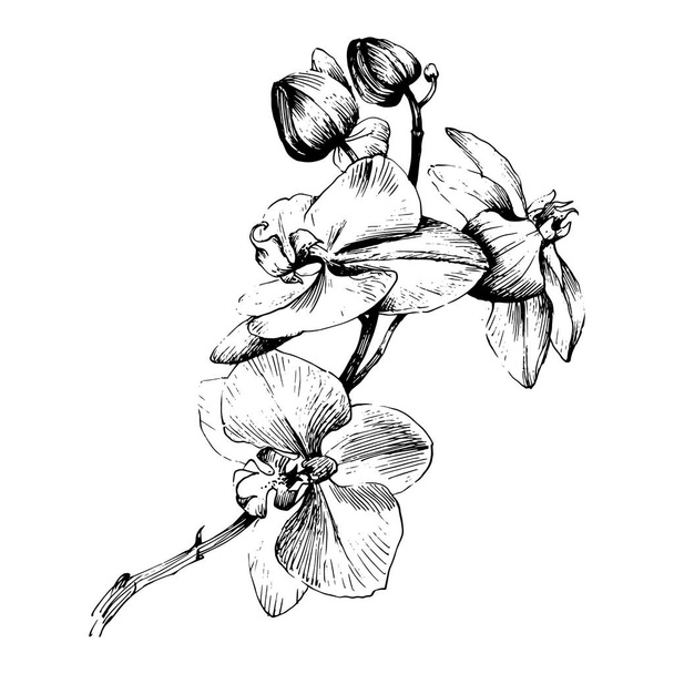 Flor de orquídea silvestre em um estilo vetorial isolado
. - Vetor, Imagem