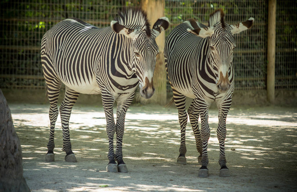 Zebra in zoo - Photo, Image