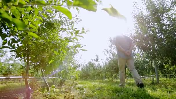 Ein Mann geht zwischen den Reihen junger Apfelbäume - Filmmaterial, Video