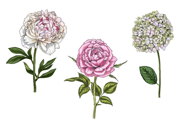 Set with peony, rose and phlox flowers, leaves and stems isolated on white background. Botanical vector illustration - Vector, Imagen