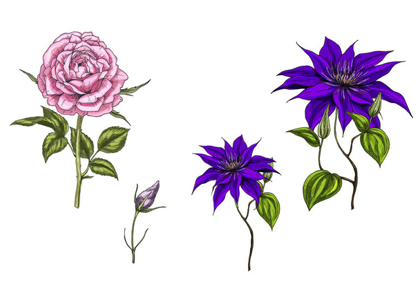 Set con clematide e fiori di rosa, foglie, gemma e fusti isolati su sfondo bianco. Illustrazione vettoriale botanica
 - Vettoriali, immagini